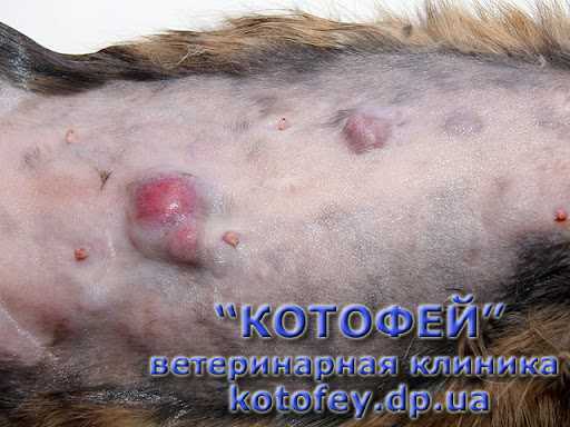 Причины возникновения шишек у кошек: основные факторы
