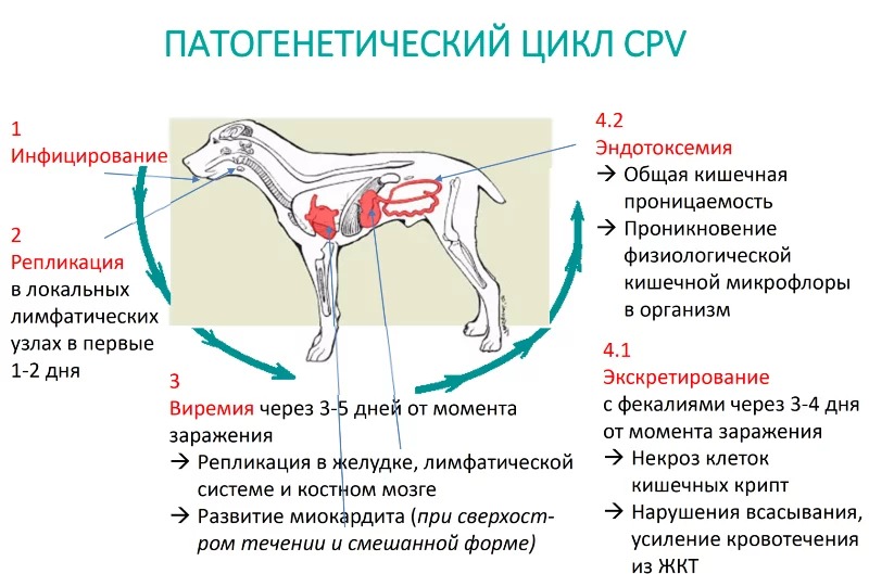 Выявление заболевания и первая помощь