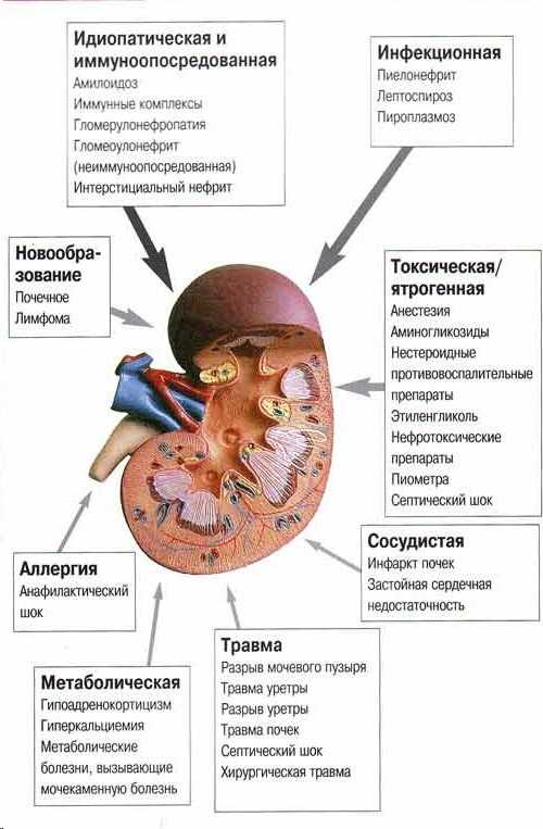 Влияние окружающей среды и возможные инфекции