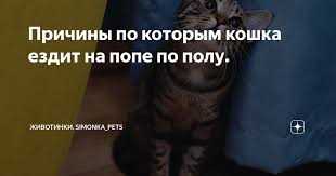 Коммуникация и социальные взаимодействия