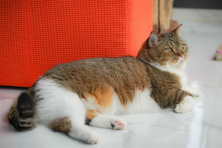 Тайны виляния хвостом у кошек
