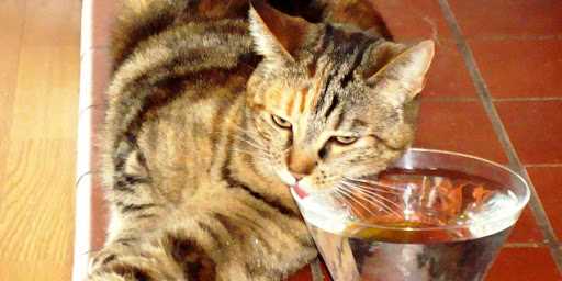 Почему котенок не пьет воду и что делать?