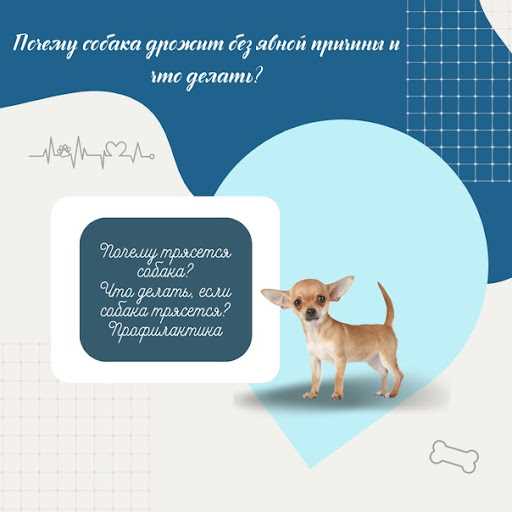Почему собака дрожит без явной причины и как помочь Почему собака дрожит без явной причины и что делать?