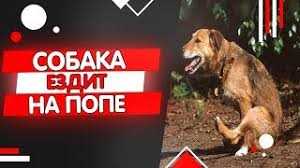 Применение позитивного подкрепления
