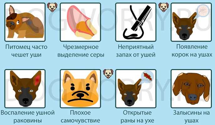 Здоровье ушей