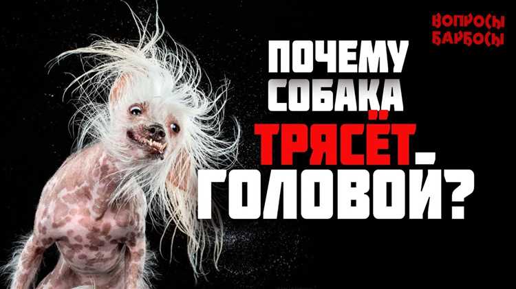 Почему собака трясет головой или ушами и что делать?
