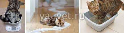 Консультация с ветеринарным специалистом