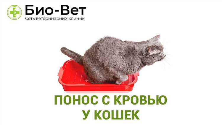Понос с кровью у кошек: причины и влияющие факторы