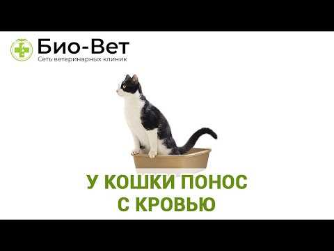 Понос с кровью у кошек возможные причины и методы лечения Понос с кровью у кошек