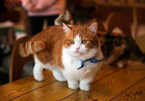Удивительный мир кошек с короткими лапами Породы кошек с короткими лапами