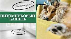 Профилактические меры для предотвращения заболеваний у питомцев