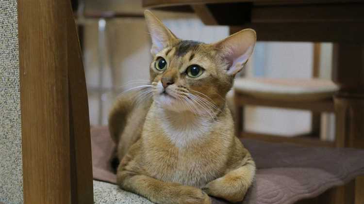 2. Бенгальская кошка