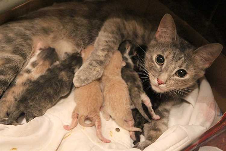 Сколько котят может родить кошка за раз Сколько котят может родить кошка за раз?