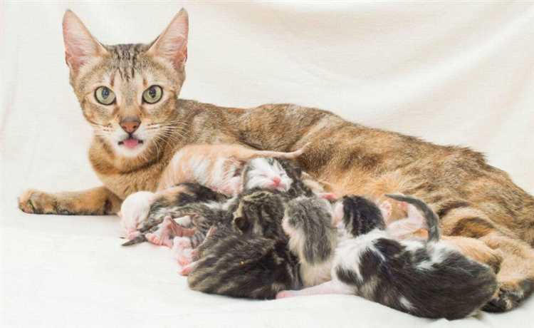 Сколько рожает кошка Сколько рожает кошка?