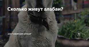 Генетические факторы и их вклад в продолжительность жизни алабаев