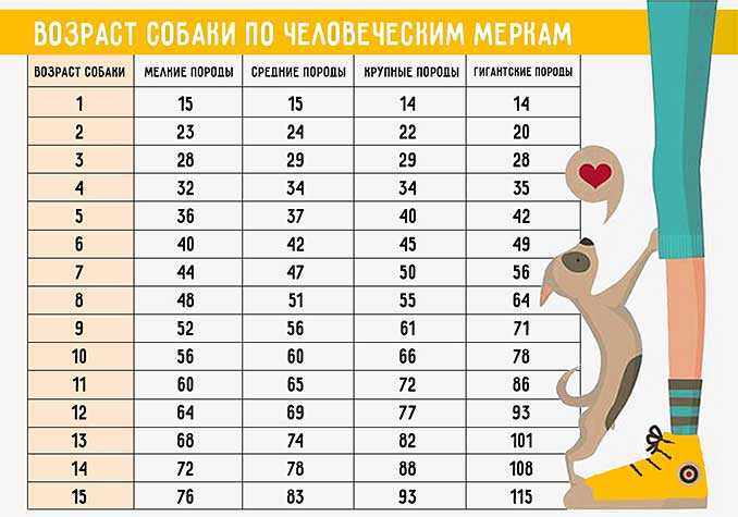 Стратегии продления жизни верных четвероногих друзей