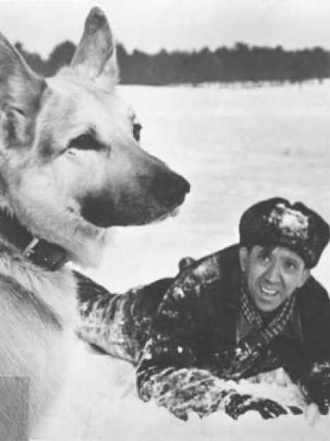 Партнеры и защитники: как четвероногие помощники упрощают повседневную жизнь