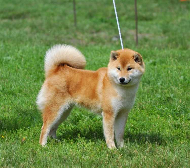 Собаки, похожие на лису 