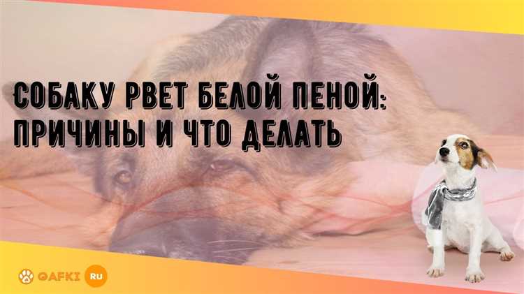 Почему собака пенится изо рта?