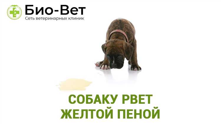 Собаку рвет желчью или желтой пеной – причины и что делать? Собаку рвет желчью или желтой пеной