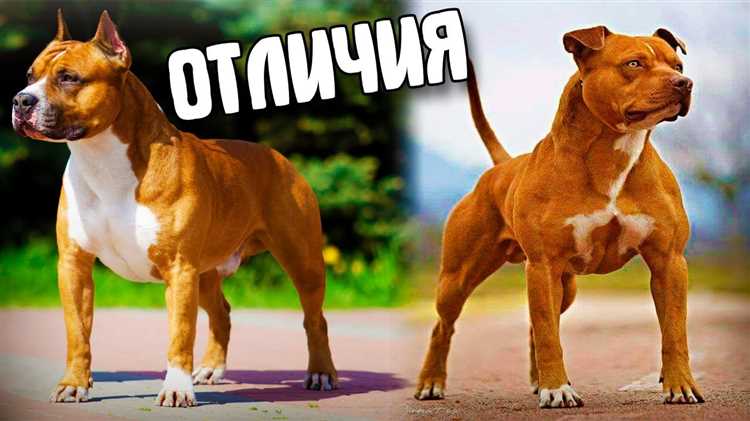 Проявление защитнических качеств