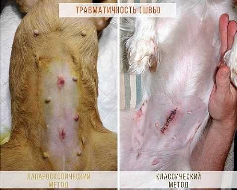 Влияние кастрации на физическое и психическое состояние домашнего питомца