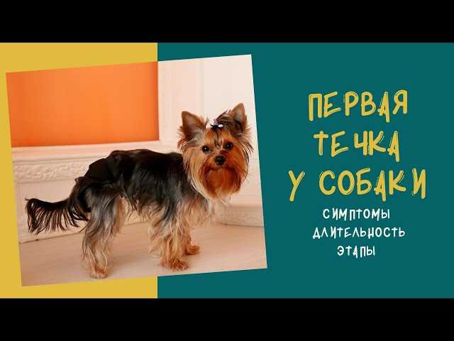 Течка у собак - причины, признаки и уход Течка у собак