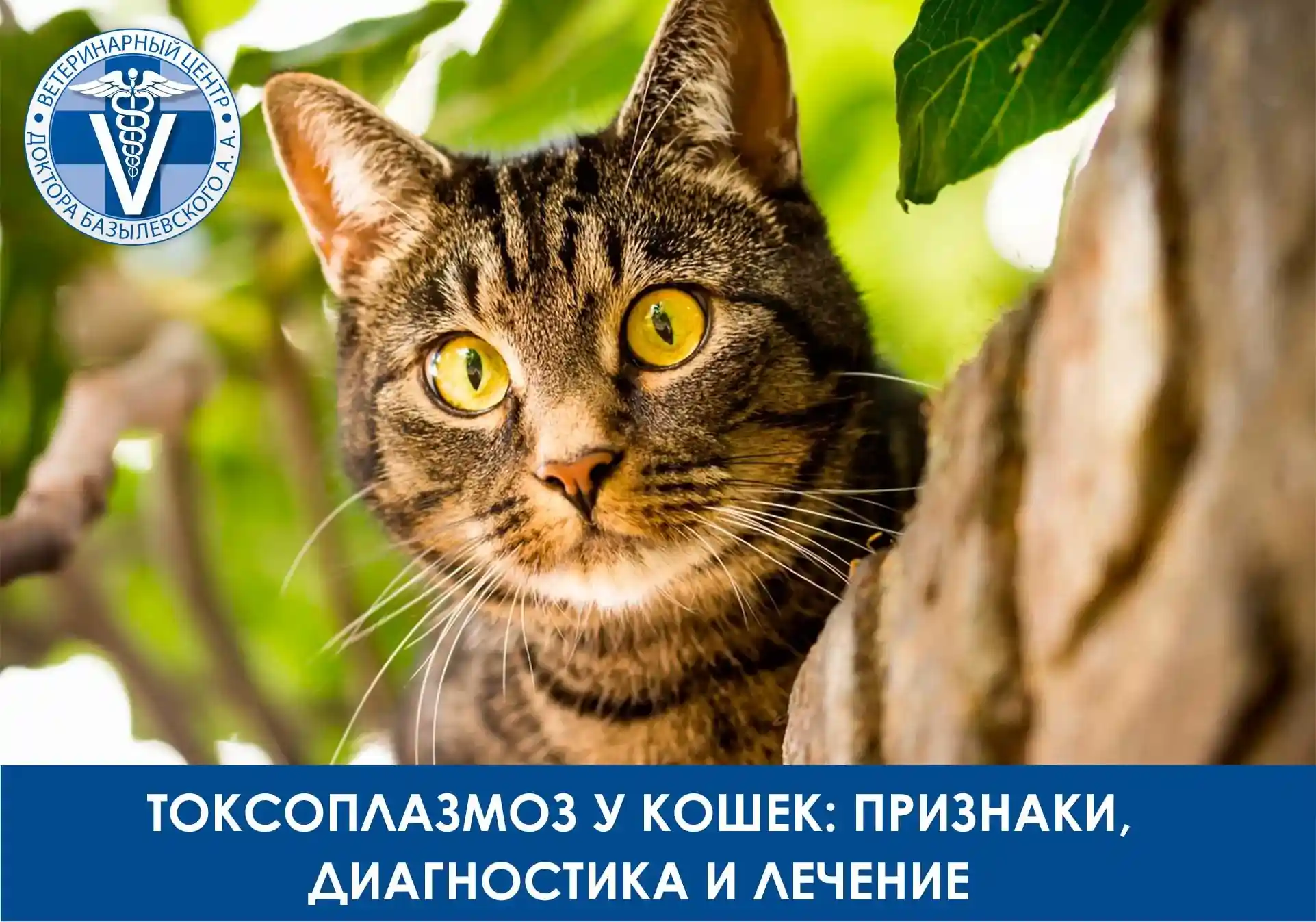 Использование препаратов и диета