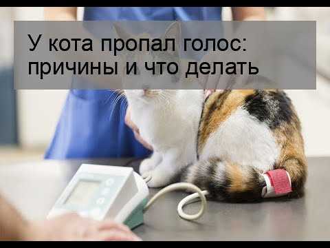 Что может делать?