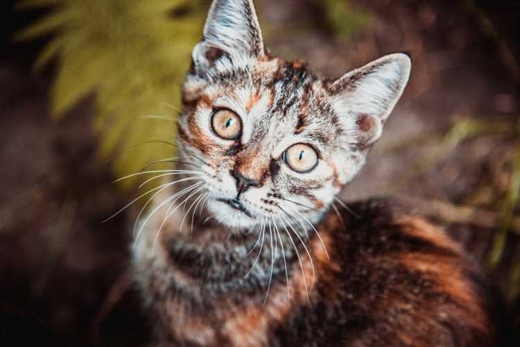 У кота пропал голос 