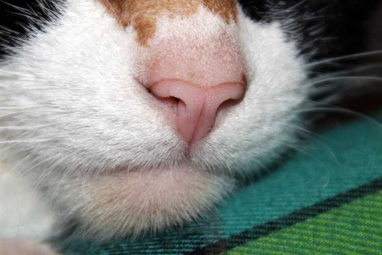 Почему у вашего кота сухой и горячий нос и что это значит? У кота сухой и горячий нос