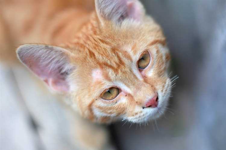 У котенка гноятся глаза 