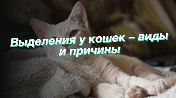 Изучаем обычные причины выделений у кошек