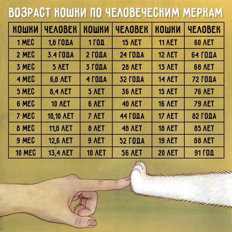 Как определить возраст собаки по человеческим меркам Возраст собаки по человеческим меркам