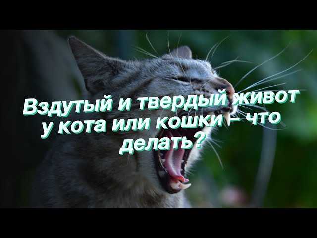 Проблемы с пищеварительной системой