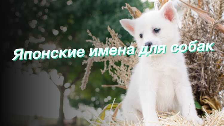 Смысл и значение присвоения имен питомцам