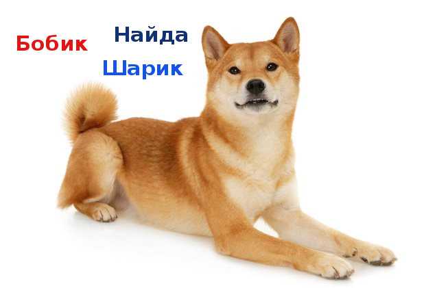 Популярные японские имена собакам Японские имена для собак