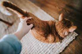 Баланс и координация движений