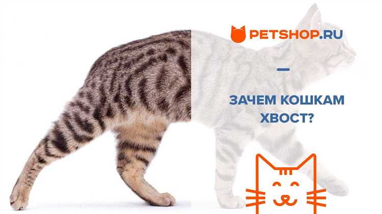 Зачем кошкам хвост Зачем кошкам хвост?