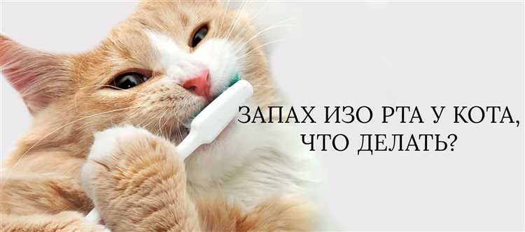 Визит к ветеринару и профилактические меры