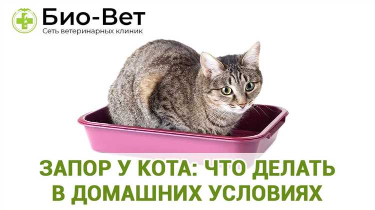 Рацион и диета для поддержания нормальной перистальтики у животного