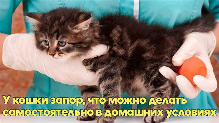 Адаптация рациона к потребностям питомца